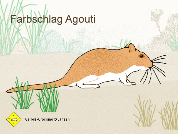 Agouti Farbschlag Fellfarbe von Rennmäusen