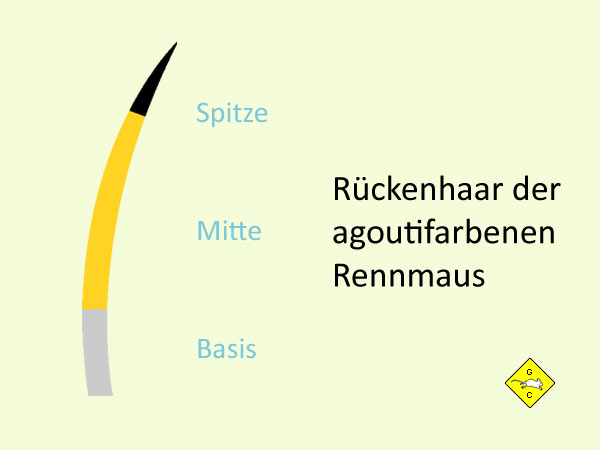 Agouti natürliche Fellfarbe von Rennmäusen