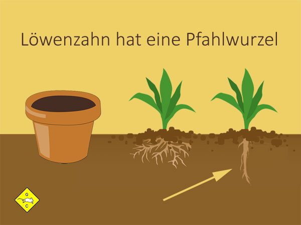 Rennmaus Grünfutter Löwenzahn mit Pfahlwurzel