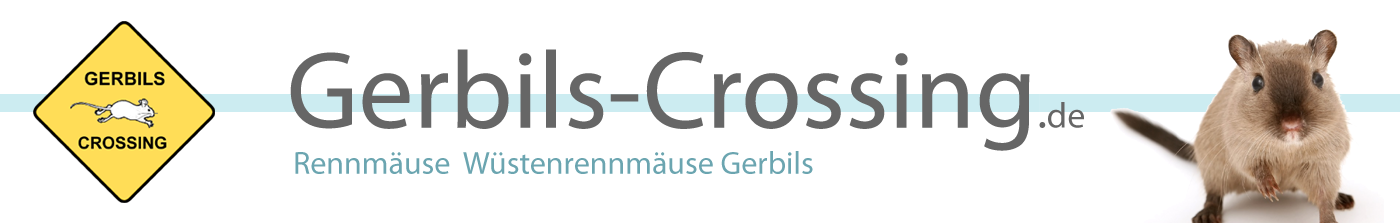 Rennmaus Wüstenrennmaus Gerbils